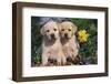 Yellow Labrador Retriever Pups Sitting in Oak Leaves and Spring Flowers, Hebron, Illinois-Lynn M^ Stone-Framed Premium Photographic Print