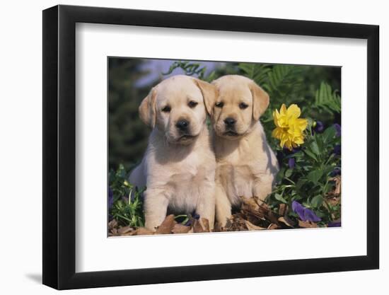 Yellow Labrador Retriever Pups Sitting in Oak Leaves and Spring Flowers, Hebron, Illinois-Lynn M^ Stone-Framed Premium Photographic Print