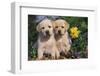 Yellow Labrador Retriever Pups Sitting in Oak Leaves and Spring Flowers, Hebron, Illinois-Lynn M^ Stone-Framed Premium Photographic Print