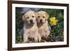 Yellow Labrador Retriever Pups Sitting in Oak Leaves and Spring Flowers, Hebron, Illinois-Lynn M^ Stone-Framed Photographic Print