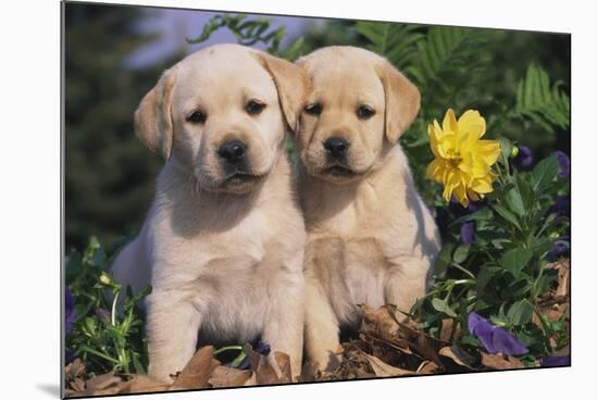 Yellow Labrador Retriever Pups Sitting in Oak Leaves and Spring Flowers, Hebron, Illinois-Lynn M^ Stone-Mounted Photographic Print