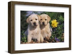 Yellow Labrador Retriever Pups Sitting in Oak Leaves and Spring Flowers, Hebron, Illinois-Lynn M^ Stone-Framed Photographic Print