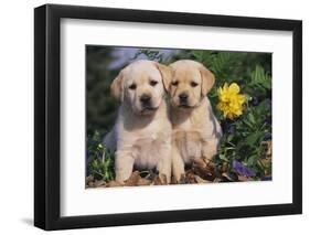 Yellow Labrador Retriever Pups Sitting in Oak Leaves and Spring Flowers, Hebron, Illinois-Lynn M^ Stone-Framed Photographic Print