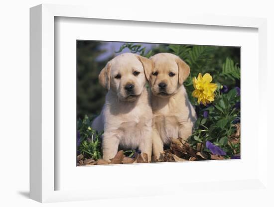 Yellow Labrador Retriever Pups Sitting in Oak Leaves and Spring Flowers, Hebron, Illinois-Lynn M^ Stone-Framed Photographic Print