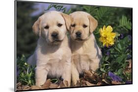 Yellow Labrador Retriever Pups Sitting in Oak Leaves and Spring Flowers, Hebron, Illinois-Lynn M^ Stone-Mounted Photographic Print