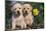 Yellow Labrador Retriever Pups Sitting in Oak Leaves and Spring Flowers, Hebron, Illinois-Lynn M^ Stone-Mounted Photographic Print