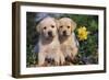 Yellow Labrador Retriever Pups Sitting in Oak Leaves and Spring Flowers, Hebron, Illinois-Lynn M^ Stone-Framed Photographic Print