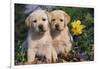 Yellow Labrador Retriever Pups Sitting in Oak Leaves and Spring Flowers, Hebron, Illinois-Lynn M^ Stone-Framed Photographic Print