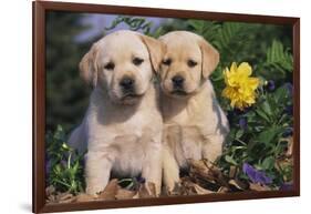 Yellow Labrador Retriever Pups Sitting in Oak Leaves and Spring Flowers, Hebron, Illinois-Lynn M^ Stone-Framed Photographic Print