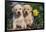 Yellow Labrador Retriever Pups Sitting in Oak Leaves and Spring Flowers, Hebron, Illinois-Lynn M^ Stone-Framed Photographic Print