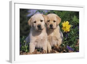 Yellow Labrador Retriever Pups Sitting in Oak Leaves and Spring Flowers, Hebron, Illinois-Lynn M^ Stone-Framed Photographic Print