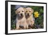 Yellow Labrador Retriever Pups Sitting in Oak Leaves and Spring Flowers, Hebron, Illinois-Lynn M^ Stone-Framed Photographic Print