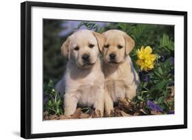 Yellow Labrador Retriever Pups Sitting in Oak Leaves and Spring Flowers, Hebron, Illinois-Lynn M^ Stone-Framed Photographic Print