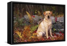 Yellow Labrador Retriever Sitting Among Ferns by Stone Wall, Connecticut, USA-Lynn M^ Stone-Framed Stretched Canvas