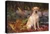 Yellow Labrador Retriever Sitting Among Ferns by Stone Wall, Connecticut, USA-Lynn M^ Stone-Stretched Canvas