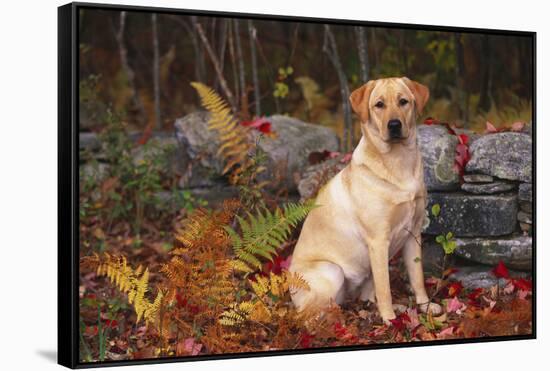 Yellow Labrador Retriever Sitting Among Ferns by Stone Wall, Connecticut, USA-Lynn M^ Stone-Framed Stretched Canvas