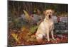 Yellow Labrador Retriever Sitting Among Ferns by Stone Wall, Connecticut, USA-Lynn M^ Stone-Mounted Photographic Print