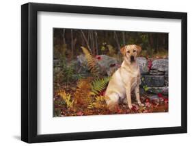 Yellow Labrador Retriever Sitting Among Ferns by Stone Wall, Connecticut, USA-Lynn M^ Stone-Framed Photographic Print