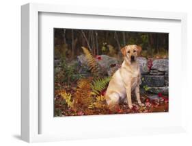 Yellow Labrador Retriever Sitting Among Ferns by Stone Wall, Connecticut, USA-Lynn M^ Stone-Framed Photographic Print