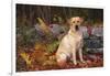 Yellow Labrador Retriever Sitting Among Ferns by Stone Wall, Connecticut, USA-Lynn M^ Stone-Framed Photographic Print