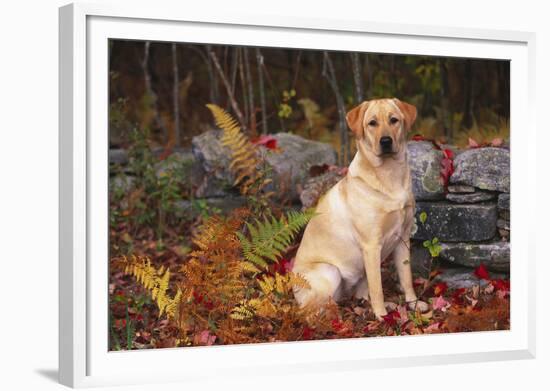 Yellow Labrador Retriever Sitting Among Ferns by Stone Wall, Connecticut, USA-Lynn M^ Stone-Framed Photographic Print