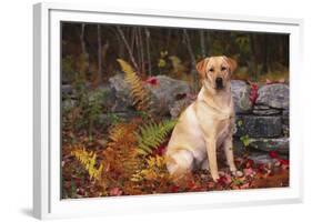 Yellow Labrador Retriever Sitting Among Ferns by Stone Wall, Connecticut, USA-Lynn M^ Stone-Framed Photographic Print