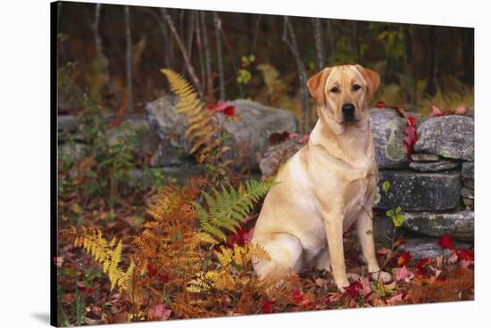 Yellow Labrador Retriever Sitting Among Ferns by Stone Wall, Connecticut, USA-Lynn M^ Stone-Stretched Canvas