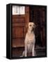 Yellow Labrador Retriever Sitting in Front of a Door-Adriano Bacchella-Framed Stretched Canvas