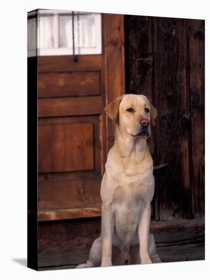 Yellow Labrador Retriever Sitting in Front of a Door-Adriano Bacchella-Stretched Canvas