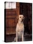 Yellow Labrador Retriever Sitting in Front of a Door-Adriano Bacchella-Stretched Canvas