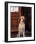 Yellow Labrador Retriever Sitting in Front of a Door-Adriano Bacchella-Framed Photographic Print