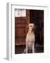 Yellow Labrador Retriever Sitting in Front of a Door-Adriano Bacchella-Framed Photographic Print