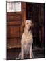 Yellow Labrador Retriever Sitting in Front of a Door-Adriano Bacchella-Mounted Photographic Print