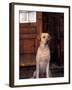 Yellow Labrador Retriever Sitting in Front of a Door-Adriano Bacchella-Framed Photographic Print