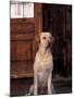 Yellow Labrador Retriever Sitting in Front of a Door-Adriano Bacchella-Mounted Photographic Print