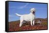 Yellow Labrador Retriever Standing in Glasswort, Monterey Peninsula, California, USA-Lynn M^ Stone-Framed Stretched Canvas