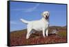 Yellow Labrador Retriever Standing in Glasswort, Monterey Peninsula, California, USA-Lynn M^ Stone-Framed Stretched Canvas