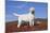 Yellow Labrador Retriever Standing in Glasswort, Monterey Peninsula, California, USA-Lynn M^ Stone-Mounted Photographic Print