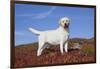 Yellow Labrador Retriever Standing in Glasswort, Monterey Peninsula, California, USA-Lynn M^ Stone-Framed Photographic Print