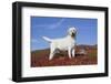 Yellow Labrador Retriever Standing in Glasswort, Monterey Peninsula, California, USA-Lynn M^ Stone-Framed Photographic Print