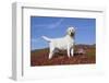 Yellow Labrador Retriever Standing in Glasswort, Monterey Peninsula, California, USA-Lynn M^ Stone-Framed Photographic Print