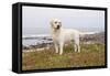 Yellow Labrador Retriever Standing in Ice-Plant Along Pacific Coast, Monterey Bay, California, USA-Lynn M^ Stone-Framed Stretched Canvas