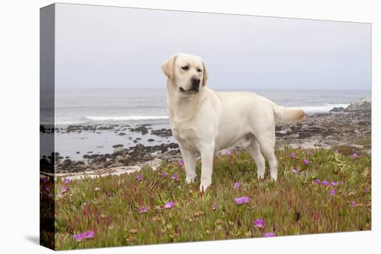 Yellow Labrador Retriever Standing in Ice-Plant Along Pacific Coast, Monterey Bay, California, USA-Lynn M^ Stone-Stretched Canvas