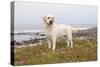 Yellow Labrador Retriever Standing in Ice-Plant Along Pacific Coast, Monterey Bay, California, USA-Lynn M^ Stone-Stretched Canvas