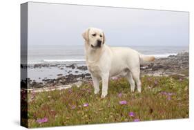 Yellow Labrador Retriever Standing in Ice-Plant Along Pacific Coast, Monterey Bay, California, USA-Lynn M^ Stone-Stretched Canvas