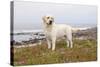 Yellow Labrador Retriever Standing in Ice-Plant Along Pacific Coast, Monterey Bay, California, USA-Lynn M^ Stone-Stretched Canvas