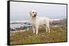 Yellow Labrador Retriever Standing in Ice-Plant Along Pacific Coast, Monterey Bay, California, USA-Lynn M^ Stone-Framed Stretched Canvas