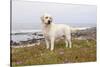 Yellow Labrador Retriever Standing in Ice-Plant Along Pacific Coast, Monterey Bay, California, USA-Lynn M^ Stone-Stretched Canvas