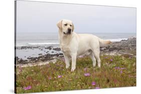 Yellow Labrador Retriever Standing in Ice-Plant Along Pacific Coast, Monterey Bay, California, USA-Lynn M^ Stone-Stretched Canvas