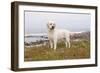 Yellow Labrador Retriever Standing in Ice-Plant Along Pacific Coast, Monterey Bay, California, USA-Lynn M^ Stone-Framed Photographic Print